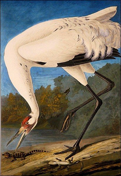 John James Audubon Whooping Crane